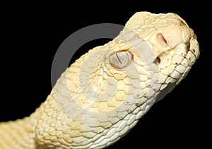 Albino diamond back rattle snake