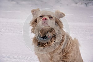 Albino dog in snowy landscape