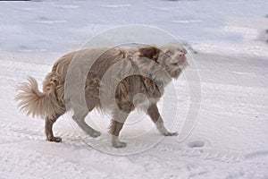 Albino dog in snowy landscape