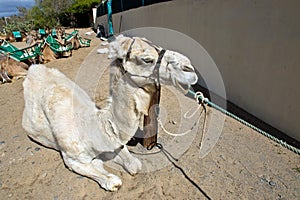 Albino dromedary camel