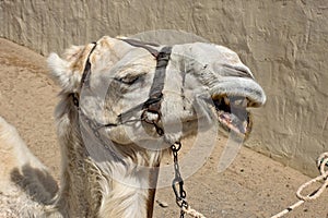 Albino dromedary camel