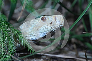 Albino eastern diamondback rattlesnake