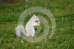 Albino eastern gray squirrel photo