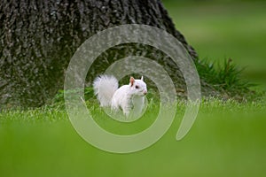 Albino eastern gray squirrel photo