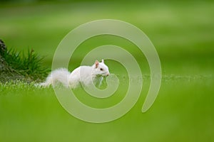 Albino eastern gray squirrel photo