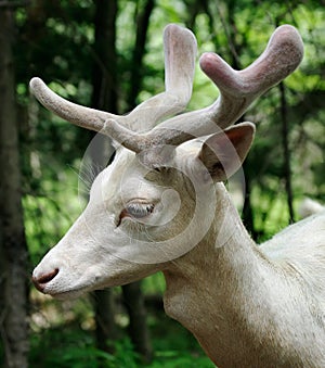 Albino Fallow Deer