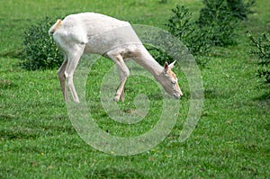 Albino Fallow Deer