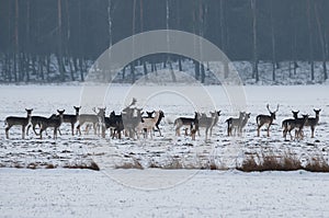 An albino fallow deer in a herd on snow