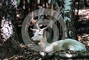 Albino Fallow Deer in forest