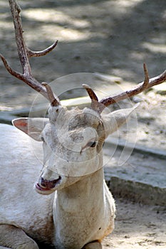 Albino Fallow Deer