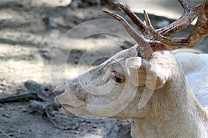 Albino Fallow Deer