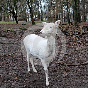 An albino fallow deer