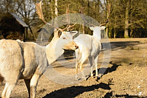 Albino fallow deer standing on a dusty road at sunset