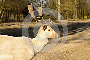 Albino fallow deer standing on a dusty road at sunset