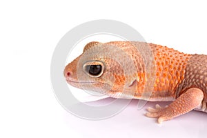 Albino fat-tailed gecko