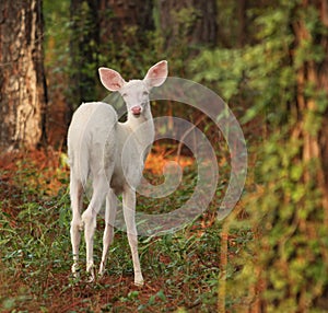 Albino Fawn