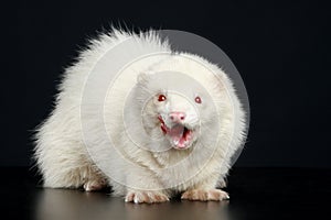 Albino ferret photo