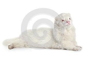 Albino ferret photo