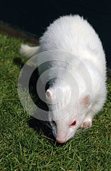 Albino ferret