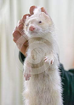 Albino ferret