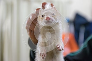 Albino ferret