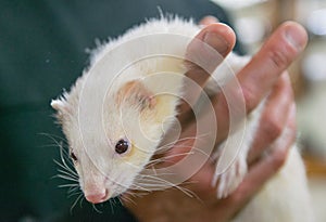 Albino ferret