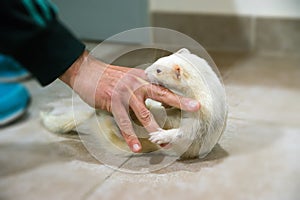 Albino ferret