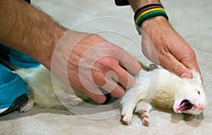 Albino ferret