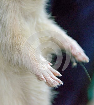 Albino ferret