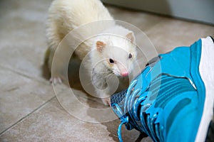 Albino ferret