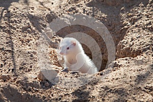 Albino ferret coming out of the burrow