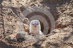 Albino ferret coming out of the burrow