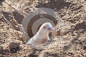 Albino ferret coming out of the burrow