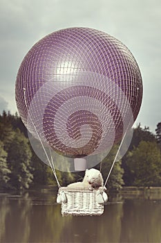 Albino ferret enjoying balloon flight in nature close to lake