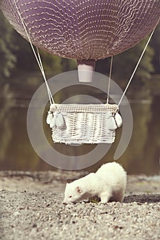 Albino ferret enjoying balloon flight in nature close to lake