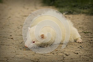 Albino ferret enjoying summer day and posing on park footpath