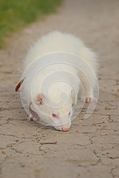 Albino ferret enjoying summer day and posing on park footpath