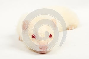 Albino ferret