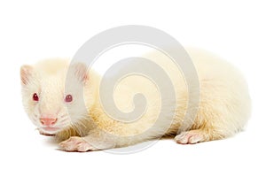 Albino ferret