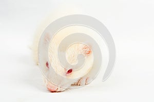 Albino ferret