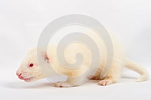 Albino ferret