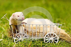 Albino ferret posing on ladder carriage on summer green grass meadow