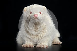 Albino ferret sits on dark floor