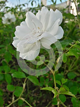 Albino flower under the sunny rays