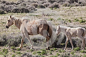 Albino foal with mare