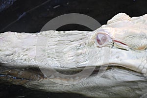 An Albino Gator