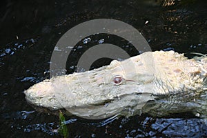 An Albino Gator