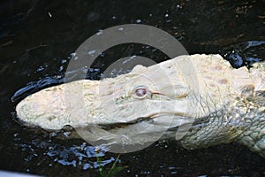 An Albino Gator