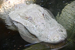 An Albino Gator