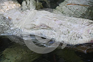 An Albino Gator